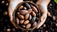 Fresh raw cacao beans in woven basket held by hands against dark background. Natural organic chocolate ingredients from cocoa tree plantation.