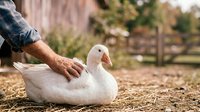 Farmer in plaid shirt gently petting white duck on farm ground with rural fencing and vegetation in background. Stock photo for agriculture and animal care content.