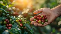 Fresh coffee cherries in farmer's hand against plantation background with morning sunlight and bokeh effect, showing ripening process from green to red berries.