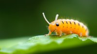Orange caterpillar with black stripes crawling on green leaf in macro photography. Natural light highlights tiny hairs and details against blurred background.