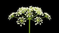 White umbellifer flower with delicate blooms on green stems, isolated on transparent background. Ready for botanical clipart, stickers, t-shirt design, and print on demand use.