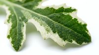 Closeup of green textured leaves with serrated edges and visible veining on white background, suitable for botanical, nature, and educational design projects.
