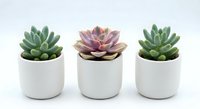 Three small succulent plants in white ceramic pots arranged in row on clean background for home decor and gardening concepts.