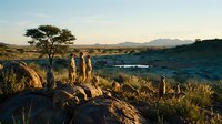 Meerkats standing alert on rocky outcrop in African savanna landscape with acacia tree and mountains at golden hour sunset creating wildlife photography scene.
