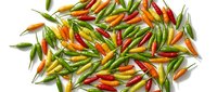 Fresh colorful chili peppers scattered on white background, featuring green red orange yellow hot peppers isolated for culinary design and cooking projects.