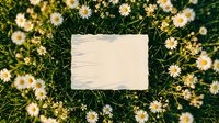 Blank paper card surrounded by white daisy flowers on green grass background for spring greeting cards, invitations, and natural design projects.