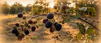 Wild blackberry branch with ripe dark berries hanging naturally in golden sunset light, perfect for organic food concepts and nature photography projects.