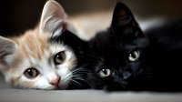 Two adorable cats, black and ginger, lying close together with bright expressive eyes looking at camera. Friendship and companionship concept for pet lovers.