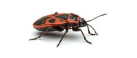 Red and black striped beetle insect isolated on white background, suitable for educational materials, nature illustrations, entomology resources, and scientific publications.