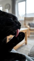 Black cat yawning with pink tongue and paw raised in cozy home interior with natural light from windows for pet care and feline behavior content.