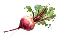 Fresh red beetroot with green leaves and watercolor splashes on white background, artistic food illustration for kitchen decor and menu design.