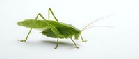 Green grasshopper isolated on white background, side view of insect with long antennae for nature, education, and design projects.