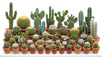 Collection of diverse cacti and succulents in terracotta pots arranged on white background, perfect for home decor, gardening projects and botanical designs.