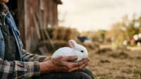 Young white rabbit held in weathered farmer hands wearing plaid shirt on rural farm, suitable for agriculture, animal husbandry, and farming industry marketing materials.