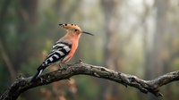 Hoopoe bird with distinctive orange crest and black white striped wings perched on tree branch in natural forest habitat for wildlife photography.
