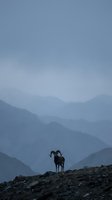 Majestic bighorn sheep standing on rocky mountain ridge against misty blue layered peaks at dawn creating dramatic wilderness silhouette for outdoor adventure concepts.