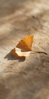 Golden ginkgo leaf resting on textured stone surface with warm sunlight casting delicate shadow, suitable for autumn, nature, and wellness design projects.