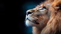 Majestic male lion with striking blue eyes gazing upward against dark background, dramatic lighting highlights facial features and golden mane in profile view.