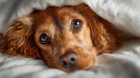 Adorable red cocker spaniel dog peeking out from under white blanket with expressive brown eyes, cozy indoor pet portrait for comfort and relaxation themes.
