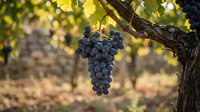 Ripe dark grape cluster hanging from grapevine branch in vineyard during harvest season with blurred background foliage.