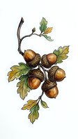 Oak acorns with leaves on branch, isolated botanical illustration on white background. Suitable for design, clipart, and educational materials.