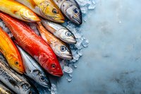 Fresh colorful raw fish assortment with red snapper, mackerel and sea bass on crushed ice against blue background, top view with copy space for seafood market.