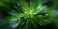Vibrant green pine needles in macro shot with morning dew drops and soft bokeh effect creating dreamy natural background for environmental designs.