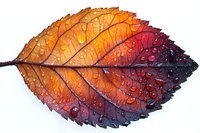 Vibrant autumn leaf with water droplets showing gradient colors from bright orange to deep burgundy, detailed leaf veins and texture on white background.