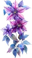Delicate watercolor clematis flowers in pink and purple hues with blue leaves on white background, isolated botanical illustration for fabric design and decor.