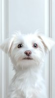 Adorable white small dog portrait with expressive brown eyes looking at camera against neutral background for pet care and animal lover content.