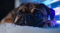 Adorable pug puppy resting under colorful neon lights with sad expression. Cozy indoor pet portrait with vibrant blue and purple lighting effects.
