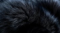 Close-up macro shot of luxurious black animal fur texture with natural shine and depth. Soft focus creates abstract pattern for backgrounds and design projects.
