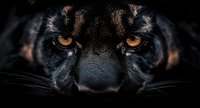 Close-up portrait of black panther face with intense orange eyes and detailed fur texture against dark background for wildlife photography projects.