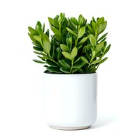 Fresh green Zamioculcas zamiifolia plant with glossy leaves growing in modern white ceramic pot against clean background, suitable for home decor and interior design.