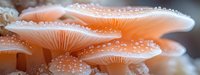 Delicate coral-colored mushrooms with white droplets on caps create dreamy macro composition against blurred background, showcasing nature's intricate details.