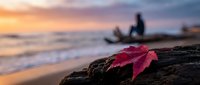 Red maple leaf resting on driftwood at beach during golden hour sunset with blurred silhouette of person in background creating peaceful autumn coastal scene.