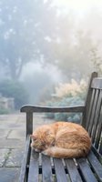 Orange tabby cat sleeping peacefully on wooden park bench in soft morning light with dreamy bokeh background for cozy autumn lifestyle concepts.