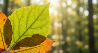Vibrant autumn leaves with detailed veins in golden sunlight, showcasing seasonal foliage transition from green to orange with natural bokeh background.