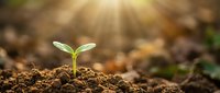 Young green seedling sprouting from rich brown soil with warm sunlight rays creating natural growth and development concept for agriculture and gardening projects.