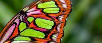 Colorful butterfly wing detail displaying vibrant lime green, orange, red and pink patterns with intricate markings. Macro nature photography for wildlife and insect design projects.