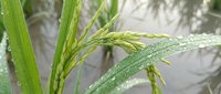 Fresh green rice plants with water droplets in agricultural field ready for harvest season cultivation.