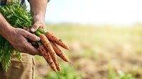 Farmer holding fresh harvested carrots with soil and green tops in agricultural field setting.