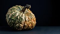 Ornamental gourd with textured green and golden surface isolated on dark background, suitable for autumn harvest designs and seasonal marketing materials.