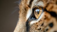 Close up macro shot of wild cat amber eye with detailed iris pattern and fur texture visible, showing natural feline predator characteristics in extreme detail.