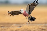 Graceful African Crowned Crane landing with wings spread against golden savanna background, displaying distinctive pink and white plumage in dramatic flight pose.