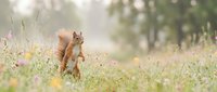 Red squirrel standing upright in sunny meadow with wildflowers and soft bokeh background creating peaceful natural wildlife scene.