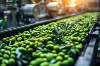 Fresh green limes on industrial conveyor belt sorting line at food processing facility, selective focus with blurred machinery background.