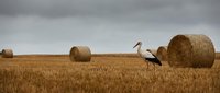 White stork walking through harvested wheat field with hay bales under dramatic cloudy sky in rural countryside landscape for agricultural concepts.