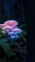 Glowing pink and purple bioluminescent mushrooms growing on moss-covered log in dark mystical forest creating magical fairy tale atmosphere at night.