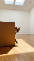 Curious tabby cat peeking from behind cardboard box in bright modern room with skylights and wooden floor for moving day concept.